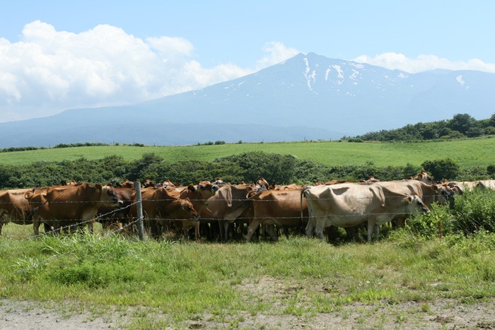 土田牧場 | にかほ市観光協会