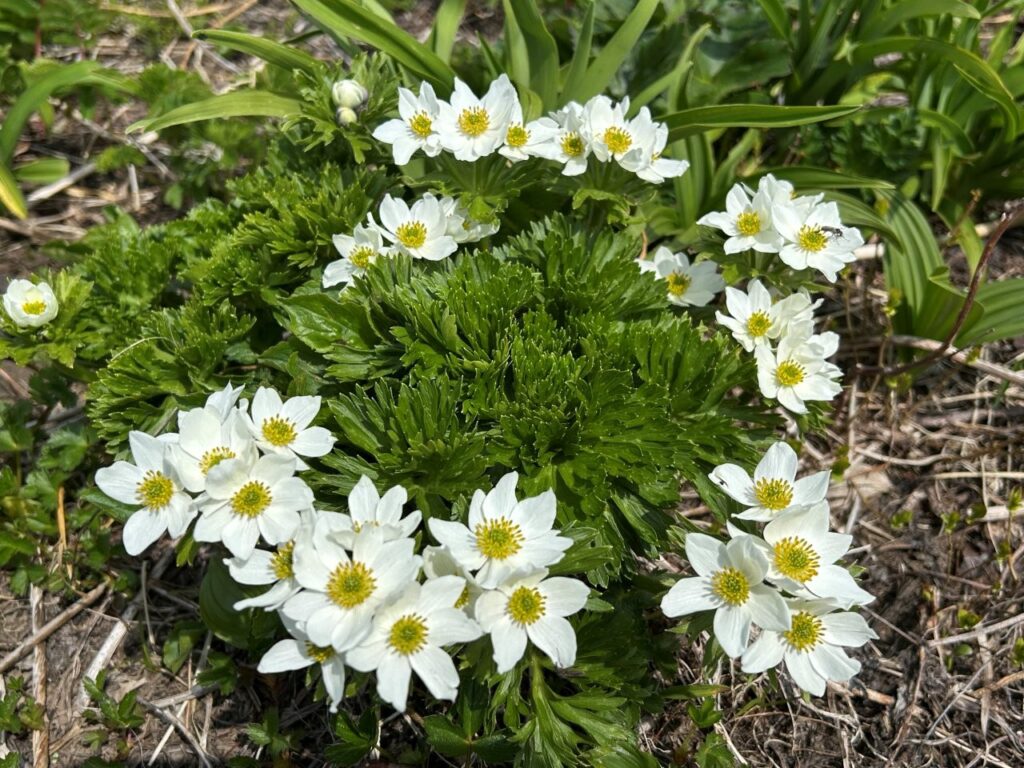 【中古】 鳥海山の植物 鳥海山 6/10の 7合目周辺 高山植物の様子の写真が届きました